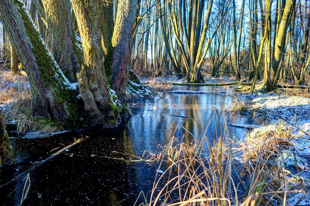 Our forest Germany For Kids Schloss Leizen